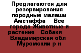 Предлагаются для резервирования породные малаши Амстаффа  - Все города Животные и растения » Собаки   . Владимирская обл.,Муромский р-н